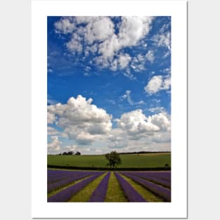 Lavender Field Purple Flowers Cotswolds England Posters and Art